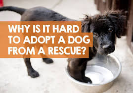 Due to unforeseen living circumstances beyond their control, charleighs adopters can no longer keep her.adopted from kc pet rescue in 2018, charleigh is about 4 yrs old and weighs about 40 lbs. Why Is It So Hard To Adopt A Dog From A Rescue 3 Reasons