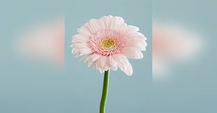 Obituary information for Barbara Jewel Brown