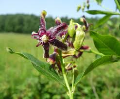 Image result for Cryptolepis cryptolepioides