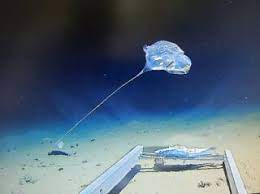 According to the national oceanic and atmospheric administration, the trench is almost 5 times wider than it is deep. A Living Balloon On A String Discovered In The Deepest Part Of The Indian Ocean Live Science