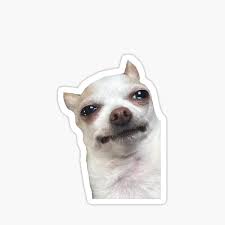 Tiktok Crying Chihuahua Sticker By Aquajacky Redbubble