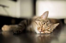 De nombreux moyens existent pour. Pourquoi Les Chats Dorment Ils Parfois Avec Les Yeux Entrouverts