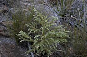 Image result for Olax pentandra