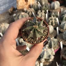 Image result for Biophytum crassipes