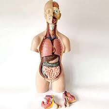 We did not find results for: Education Model Toys 55cm Human Torso Anatomy Model Internal Organs Trunk Human Internal Body Model For Science Study Display Teaching Model Detachable 19 Parts Buy Online At Best Price In Uae