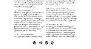 Image result for Sclerochiton vogelii