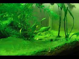 How to get rid of all types of algae in seconds in your aquarium! How To Prevent Reduce Aquarium Algae Youtube