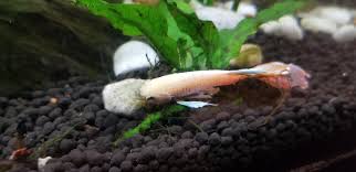 The pooping habits of betta probably isn't first and foremost on your mind. Betta Opal Always Laying On His Side Help Bettafish