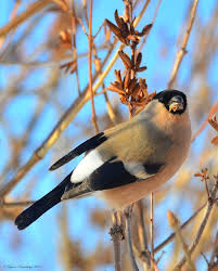 Birds That Start With Bu Snegurochka Podruzhka Snegirya Winter Female Bullfinch Tatyana Kanevskaya Bu Birds Colorful Birds Beautiful Birds