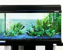 水槽セットの画像