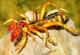 Hello everyone, my name is ll ender ants ll, and another long awaited video has finally come to light! Camel Spider Facts Interesting Facts About Spiders