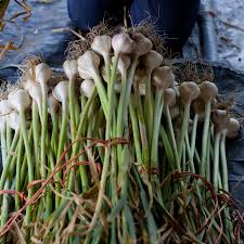 Maybe you would like to learn more about one of these? How To Grow Garlic The New York Times
