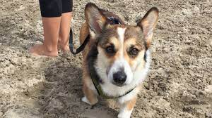 Corgis make excellent pets for those seeking an agile and active companion to keep them on their toes. Hundreds Of Corgis Converge On Cannon Beach Youtube