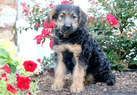 We did not find results for: German Shepherd Poodle Mix Full Breed Guide