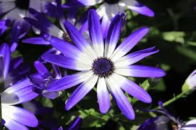 Image result for Cineraria