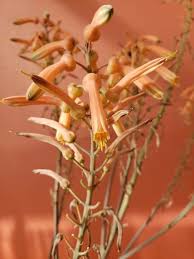 Image result for Aloe zebrina