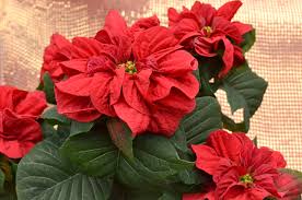 Varieties of poinsettias range from darling to dramatic -  Buffalo-NiagaraGardening.com