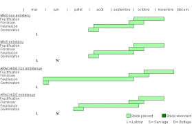 Image result for Spermacoce radiata