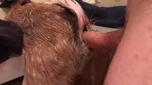 Dude fucks a dog with his meaty dong from behind