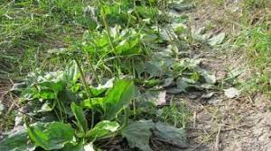 Daun binahong bisa diolah dengan cara direbus, diblender, maupun ditumis seperti sayuran daun seperti kangkung dan bayam. Jangan Dibuang Ramuan Teh Dari Tanaman Ini Bisa Atasi Masalah Kulit