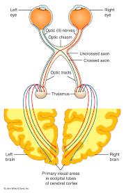 Cranial Nerves Anatomy For Msp Cranial Nerves Nerve Anatomy Medical Anatomy