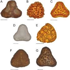 Image result for Blotiella trichosora