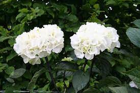 Hydrangea Macrophylla Zebra Pbr Hydrangea Hydrangea Macrophylla White Flowering Plants Buy Hydrangeas