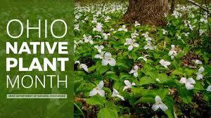 Maybe you would like to learn more about one of these? Ohio Native Plant Month Youtube