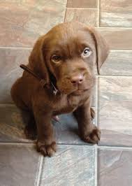 This is maverick, a pup from one of our chocolate females. Chocolate Labrador Puppy Chocolate Lab Puppy Labrador Puppy Chocolate Labrador Puppy Puppies