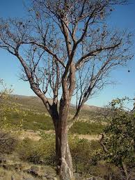 Image result for Sterculia quinqueloba