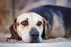 Why Do Dogs Dig Why Dogs Dig At Blankets Carpet And In The Yard