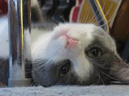 Meet My Grand Kitten Lily Kittens Cutest Cats And Kittens Kittens