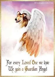 For Those Beauties Who Have Crossed The Rainbow Bridge Rainbow Bridge Dog Heaven Miss My Dog