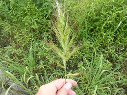 Image result for Echinochloa crus-pavonis