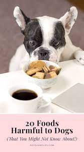 20 Foods Harmful To Dogs That You Might Not Know About In 2021 Dogs Dog Enrichment Pet Poison