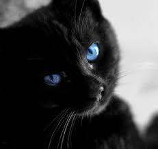 Baby Black And White Cat With Blue Eyes Pin On Beautiful Cats