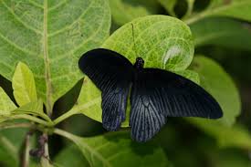 File:Black butterfly (25094307995).jpg - Wikimedia Commons