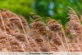 We did not find results for: Schilfgraser Schilf Pflanzen Im Garten Pflege Und Schneiden Gartenlexikon De