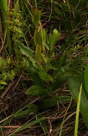 Image result for Gerardiina angolensis