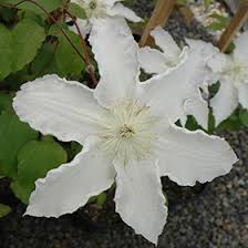 Image result for Clematis commutata