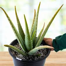 Image result for Aloe carnea
