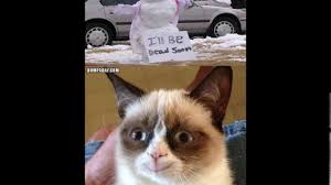 These mischievous cat memes can't fail to make you burst out laughing. Grumpy Cat Memes 2017 Youtube