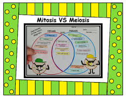 Some of the worksheets displayed are amoeba sisters video recap amoeba sisters meiosis answer key pdf amoeba sisters video recap introduction to cells mitosisworklayerspartsflat2 bio b cell and cycle reproduction biology 1 work i selected answers cancer and the cell cycle mitosis meiosis work. Amoeba Sisters Video Recap Of Meiosis Answer Key Learn Lif Co Id