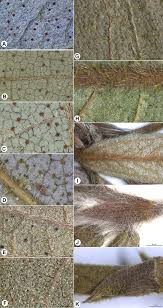 Image result for Eriosema chrysadenium