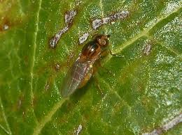 Image result for Frommia ceratophylloides