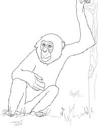 Free Printable Chimpanzee Coloring Pages For Kids Monkey Coloring Pages Coloring Pages Animal Coloring Pages
