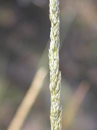 Image result for Sporobolus coromandelianus