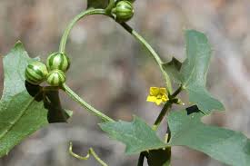 Image result for Cucumis maderaspatanus