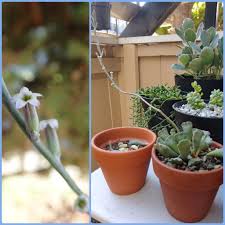 The end of the leaf forms a crinkle. After My Key Lime Pie Fell Off A 4 Foot Fence Twice Causing One Of Her Flower Stalks And Many Leaves To Break Off She Still Managed To Bloom Succulents