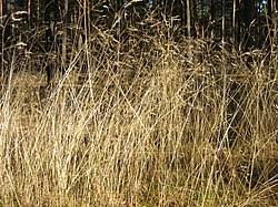 Image result for Avenella